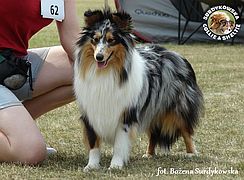 Owczarek Szetlandzki Sheltie - Prince :) Owczarek Szetlandzki Sheltie - Prince
