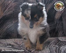 Owczarek Szetlandzki Sheltie - First Blue :) Owczarek Szetlandzki Sheltie - First Blue