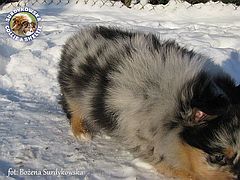Owczarek Szetlandzki Sheltie - First Blue :) Owczarek Szetlandzki Sheltie - First Blue