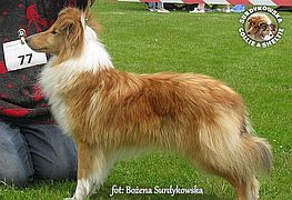 Owczarek Szetlandzki Sheltie - Primka :) Owczarek Szetlandzki Sheltie - Primka