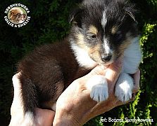 Owczarek Szetlandzki Sheltie - piesek :) Owczarek Szetlandzki Sheltie - piesek :)