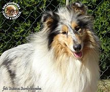 Owczarek Szkocki Collie :) Owczarek Szkocki Collie