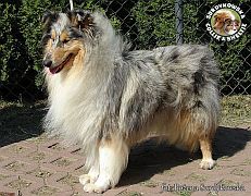 Owczarek Szkocki Collie :) Owczarek Szkocki Collie