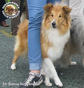 Owczarek Szetlandzki Sheltie - Primka :) Owczarek Szetlandzki Sheltie - Primka