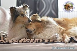 Owczarki Szkockie Collie :) Owczarki Szkockie Collie