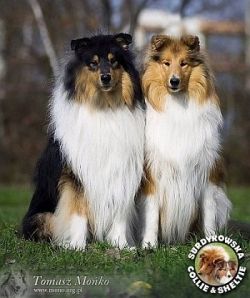 Owczarki Szkockie Collie - Scottica`s HARNAŚ Surdykowska i Scottica`s LOVE OF MY LIFE Harnaś i Lovcia