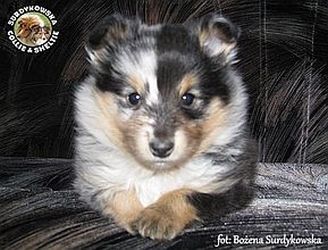 Owczarek Szetlandzki Sheltie - First Blue :) Owczarek Szetlandzki Sheltie - First Blue