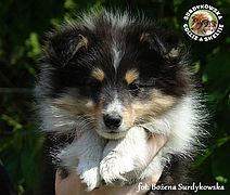 Owczarek Szetlandzkie Sheltie :) Owczarki Szetlandzkie Sheltie - UNHAIM MY HEART BLACK