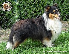 Owczarek Szetlandzki Sheltie :) Owczarek Szetlandzki Sheltie