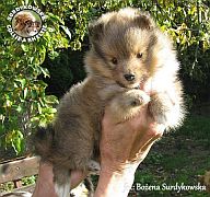 Owczarek Szetlandzki Sheltie :) Owczarek Szetlandzki Sheltie - piesek :)