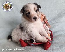 Owczarek Szetlandzki Sheltie :) Owczarek Szetlandzki Sheltie - piesek :)