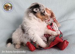 Owczarek Szetlandzki Sheltie :) Owczarek Szetlandzki Sheltie - piesek :)