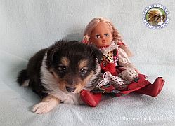 Owczarek Szetlandzki Sheltie :) Owczarek Szetlandzki Sheltie - suczka :)